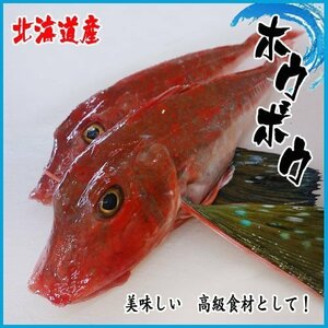 方々 魚　ホウボウ　 １kg　北海道