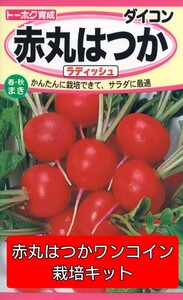 赤丸はつかワンコイン栽培キット
