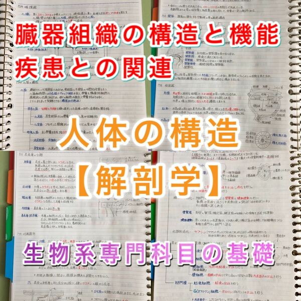 理学療法士、作業療法士国家試験、学科定期試験対策シリーズ【解剖学】まとめノート