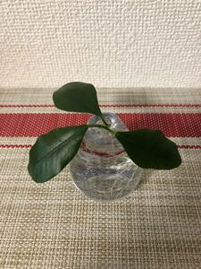 ガジュマル カット苗