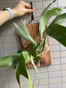 ビカクシダ 板付