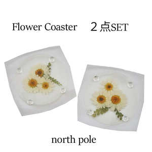 o bargain! pressed flower . wonderful! pressed flower Coaster | acrylic fiber Coaster | flower | table wear | flower / Cosmos /no- sport /2 point set 