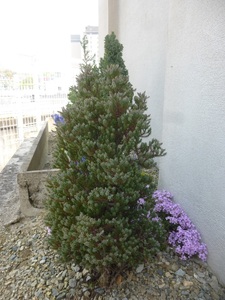  conifer # red Star #50.~80cm rom and rear (before and after) 