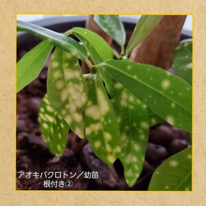 アオキバクロトン/幼苗根付き