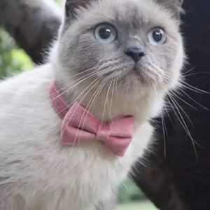 犬 猫 首輪 鈴 可愛い おしゃれ pink ベルベットリボン