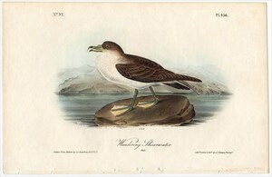 1840年 オーデュボン アメリカの鳥類 初版 手彩色 石版画 Pl.456 ミズナギドリ科 ズグロミズナギドリ Wandering Shearwater 雄 博物画