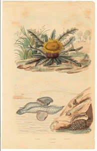1835年 フランス Guerin 博物事典 鋼版画 手彩色 Pl.76 モシキトマヤ ゾウクラゲ チャボアザミ 博物画