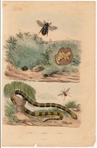 1833年 フランス Guerin 博物事典 鋼版画 手彩色 Pl.52 ツリアブ アマガサヘビ マルハナバチ 博物画