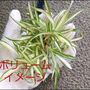オリズルラン