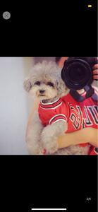 猫&犬のお洋服 黒