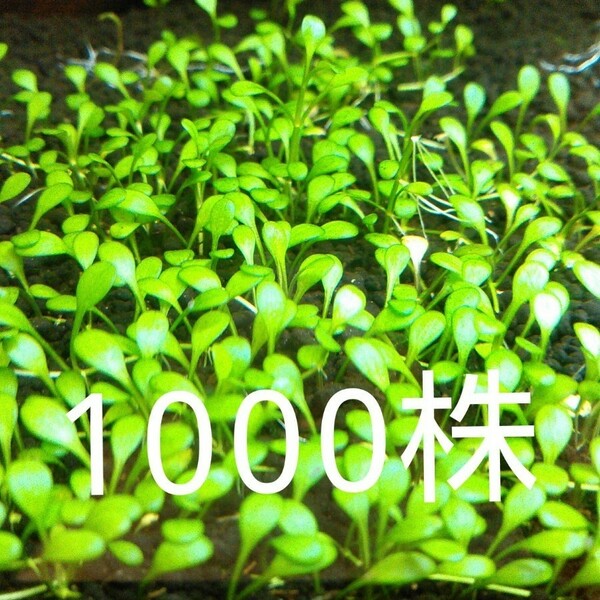 グロッソスティグマ　1000株