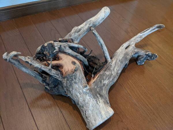 ☆天然流木 水槽 1点物 アクアリウム オブジェ アート 53×32×22cm 大和川河口 爬虫類 インテリア 大型 根 魚 隠れ家