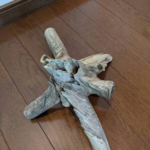 ☆天然流木 水槽 1点物 アクアリウム オブジェ アート 34×27×18.5cm 大和川河口 爬虫類 インテリア 魚 隠れ家