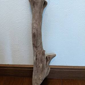 ☆天然流木 水槽 1点物 アクアリウム オブジェ アート 34×9×6cm 大和川河口 爬虫類 インテリア