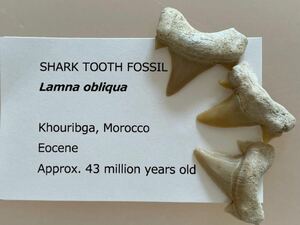 サメの歯　ラムナ　化石　#591 obliqua 3点セット サメ　鮫　歯