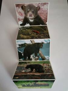 〇ポストカード　絵葉書　6枚セット　くま　クマ BEAR 熊　アメリカ製　現地で購入　North　American Wildlife