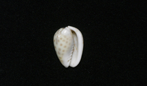 貝の標本 Marginella persicula 18.5mm.west Africa_画像2