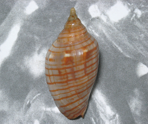 貝の標本 Harpulina aurasiaca 70.6mm.w/o.India