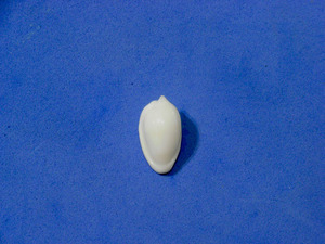 貝の標本 Marginella matginata 21mmmm.Aruba