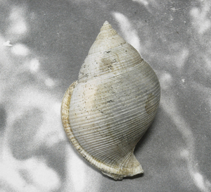 貝の標本 ガレオデア アルキGaleodea alcoki 93.5mm.w/o.台湾 .希少