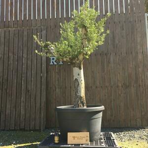 YLK5　スペイン産　オリーブの木 白幹 三つ股　鉢植え　地植え　シンボルツリー　福岡販売