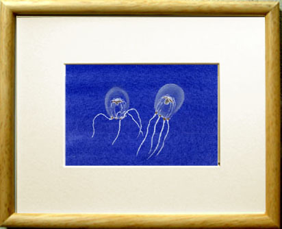 No. 7660 Cotton-top jellyfish Tiaricodon orientalis / Chihiro Tanaka (Four Seasons Watercolor) / Comes with a gift, Painting, watercolor, Nature, Landscape painting