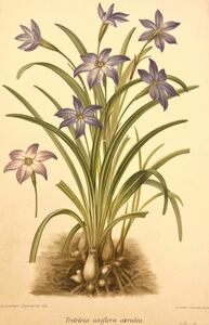 19世紀フランス 博物画 『del Triteleia uniflora caerulea.』 石版画 リトグラフ　ボタニカルアート