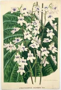 フランスアンティーク 博物画 『STREPTOCARPUS SAUNDERSI』 多色刷り石版画　ボタニカルアート