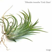 チランジア イオナンタ 'カーリー ジャイアント' (エアープランツ ティランジア ionantha 'Curly Giant')_画像1