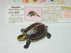 ヤフオク ヤエヤマセマルハコガメ の落札相場 落札価格 ヤフオク ヤエヤマセマルハコガメ の落札相場 落札価格