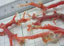【TOP】血赤珊瑚 サンゴ 6.8g 枝 セット ルース 根付 v658._画像7