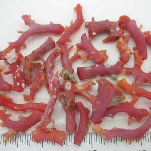 【TOP】血赤珊瑚 サンゴ 17g 枝 セット ルース 根付 v869.