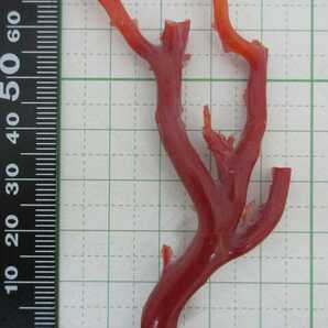 【TOP】血赤珊瑚 サンゴ 8.2g 枝 ルース 根付 e612.