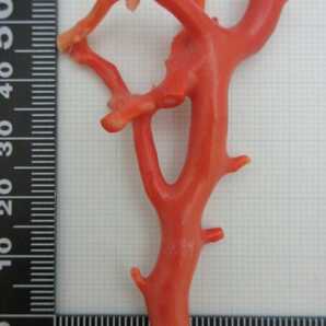 【TOP】桃珊瑚 サンゴ 7.62g 枝 ルース 根付 g574.