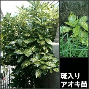 斑入りアオキ苗・ピクチュラータ 1本