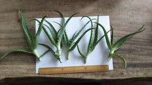 キダチアロエ カット苗