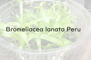 Bromeliacea lanata Peru　ブロメリア　種子50粒　B-B10　パルダリウム　
