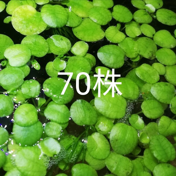 70株 水草(浮草)●ドワーフフロッグピット 70株
