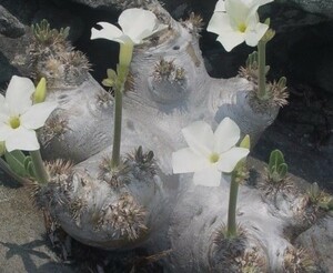 【種子】パキポディウム・ブレビカウレ(恵比寿笑い、白花)　Pachypodium brevicaule ssp. leucoxanthum 種子100粒【送料無料】