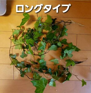 アイビー ヘデラ ロング