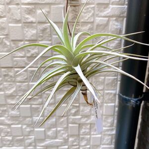 エアープランツ チランジア イキシオイデス × ベルゲリー
