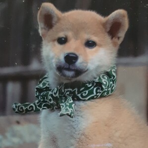 和風総本家十二代目オフィシャルフォトブック 新品未使用