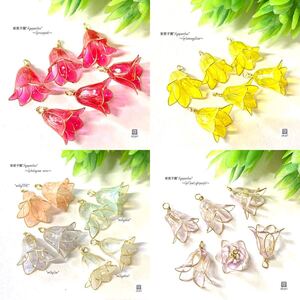 紫君子蘭*Agapanthus* Gカン付き