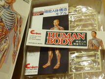 廃版　プラモデル　HUMAN BODY 精密人体構造モデル クラウン　人体模型　ヒューマンボディー　CROWN_画像3