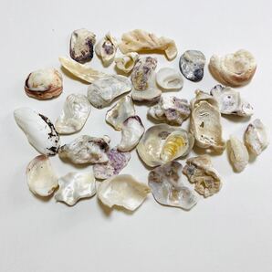 貝殻 シェル 貝 ハンドメイド パール 光沢 海 夏 サマーアイテム ビーチ