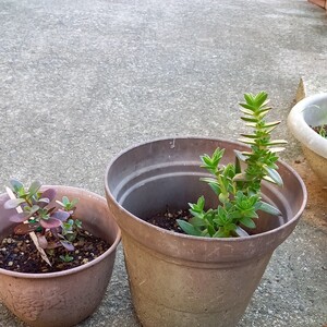 多肉植物