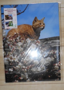 岩合光昭のねこ　Ａ4　Wポケットクリアファイル　２枚セット　郵便局で購入　猫　ネコ　ファイリング　書類整理　事務用品