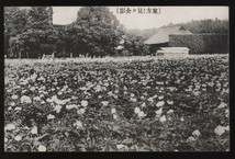 芍薬師お土産　関東一芍薬絵葉書 5枚　　群馬県多野郡新町仲町進行堂印刷所 印刷発行　　　　検索：本堂と住職・芍薬園_画像7