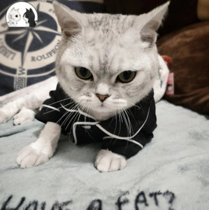 :ペット 猫 服 エレガント 高級 ファッション 特価 犬 パジャマ XS～XL 小中型 ユニバーサル 黒 ピンク 綿100 衣装 子猫 ソフトコート