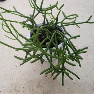 観葉植物★リプサリス★ネベス・アルモンディ★抜き苗